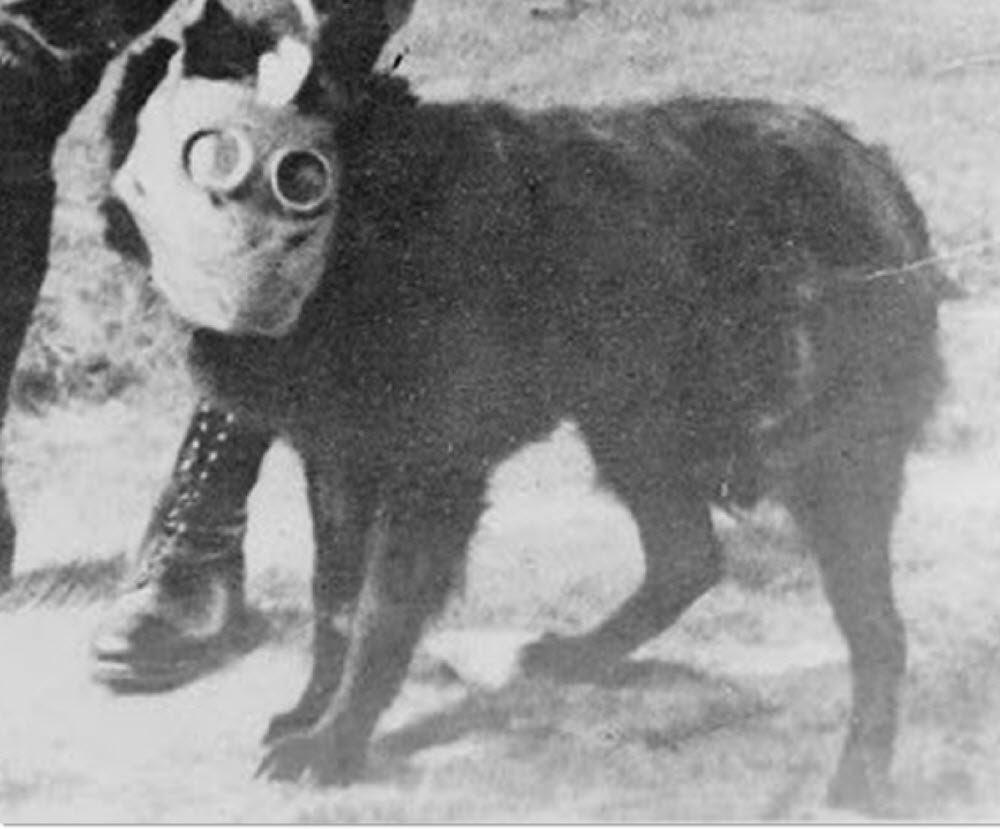 dog gas mask ww2